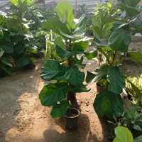 گل گهای یک گلخانه به فروش میرسد