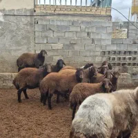 شیشک قوچ اصل افشار