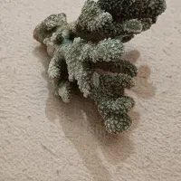 ماهی و ملزومات دکور اکواریوم|ماهی|کرج, آق تپه|دیوار