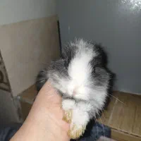 خرگوش خانگی|موش و خرگوش|سیرجان, |دیوار