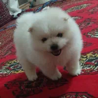 پامرین خرسی ۲ماهه|سگ|گرگان, |دیوار