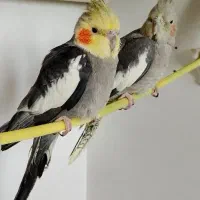 3تاعروس هلندی