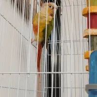 طوطی گرینچیک|پرنده|چالوس, |دیوار