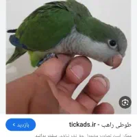طوطی راهب گمشده