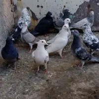 کبوتر|پرنده|سبزوار, کلاته سیفر|دیوار