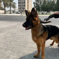 سگ ژرمن اصیل ۶ ماه