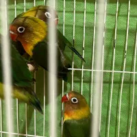 طوطی کوتوله بریزیلی