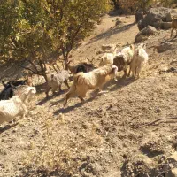 چپش نر|حیوانات مزرعه|پاپی, |دیوار