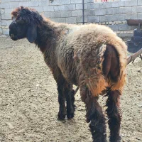 بره قوچی داشتی نازدار