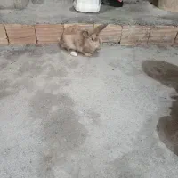 خرگوش لپی|موش و خرگوش|ارومیه, |دیوار