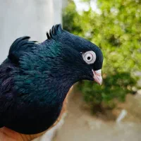 فروش زاغ|پرنده|جیرفت, |دیوار