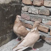 کبوتر زرد
