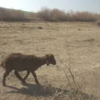 کاور بره معاوضه بابز کاموری وزن از 40 کیلو به بالا