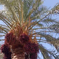 باغ انصبای