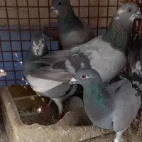 دمگیر|پرنده|اصفهان, مشکین|دیوار