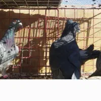 کبوتر پلاکی .المانی|پرنده|بوئین زهرا, |دیوار