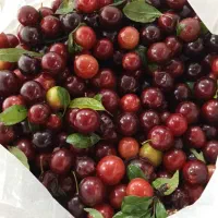 رب آلوچه جنگلی