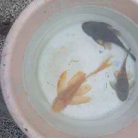 کت پوزه بوته ای مولد|ماهی|تهران, اسفندیاری|دیوار