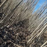 نهال صنوبر نیگرا ترکیه اصل امکان پرداخت در محل شما