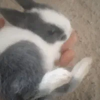 دوتا خرگوش معاوضه با مرغ عشق جفت