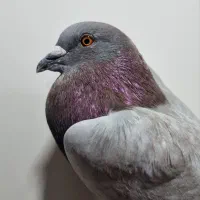 کبوتر نر|پرنده|خورموج, |دیوار