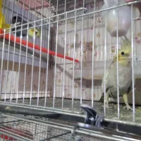 عروس هلندی|پرنده|تبریز, |دیوار