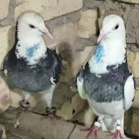 کفتر عالی