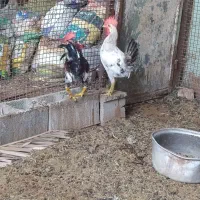 خرووس|حیوانات مزرعه|کاکی, |دیوار