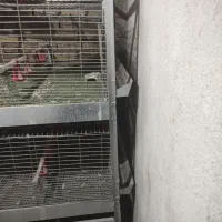 قفس جوجه مرغ و بلدرچین|لوازم جانبی حیوانات|الیگودرز, |دیوار