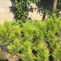 گل لاوسن سایز ۷