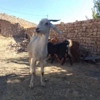 بز.تویشک|حیوانات مزرعه|گهواره, |دیوار