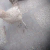 جوجه محلی زیر مرغی با مادرشون