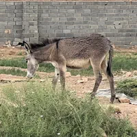 خر باربر|حیوانات مزرعه|یزد, |دیوار