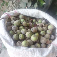 میوه جنگلی (کلوه)