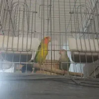 طوطی برزیلی