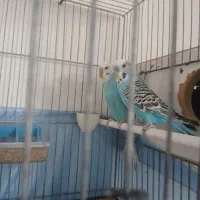 مرغ عشق دورگ انگلیسی