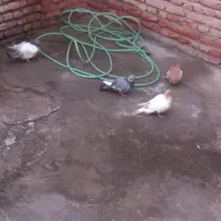 کبوترکوینحلی