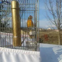 سهره قناری سرخ