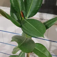 گل طبیعی فیکوس|گل و گیاه طبیعی|خمین, |دیوار