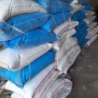 کوداوره بهاره