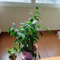 یک عدد بنجامین و یک عدد نهال زاموفیلیا|گل و گیاه طبیعی|تهران, کوی بیمه|دیوار