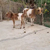 گاو گوساله|حیوانات مزرعه|آق قلا, |دیوار