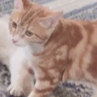 باسلام وتشکر از برنامه خوب دیوار۳ گربه پنج ماهه