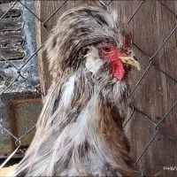 خروس سلطان|حیوانات مزرعه|قم, علی آباد سعدگان|دیوار