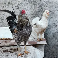 تخم نطفه دار گلین