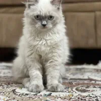 گربه پرشین هیمالین