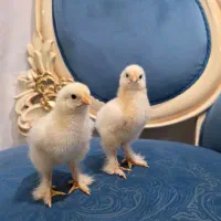 جوجه برهما لایت اصل ( امپراتور غول پیکر)|حیوانات مزرعه|کاشان, مدرس|دیوار