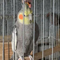 عروس هلندی|پرنده|سرپل ذهاب, |دیوار