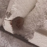 لوله فاضلاب