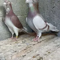 سه عدد غوره نر